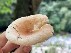 -西岭雪山大飞水景区