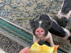 -前小桔亲子创意农场·草莓采摘·露营烧烤