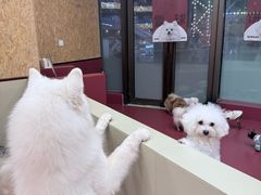 -和它·交个朋友·狗咖猫咖(爱琴海店)