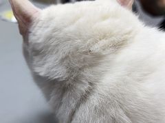 -宠物星动物医院·眼科·异宠·猫科(江南大道总院)