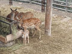 -青藏高原野生动物园