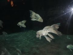 -石家庄海洋公园