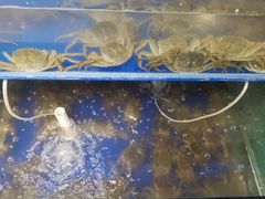 -阳澄湖大闸蟹·琼灵阁牌品牌连锁(吴中总店)