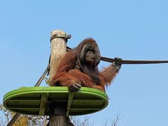-上海野生动物园