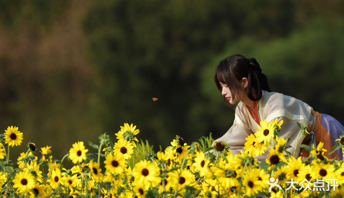 江浙沪的小京都｜无锡灵山小镇拈花湾梵天花海拍照功略