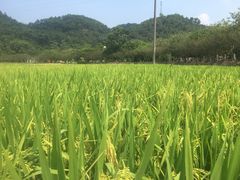 -红山村