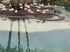 -奥兰多迪士尼动物王国乐园