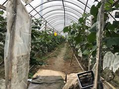 -马陆小张葡萄园农家乐