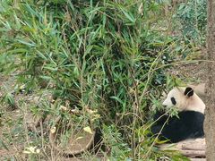 -成都大熊猫繁育研究基地