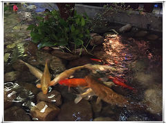 -山有花啡餐厅(常营总店)