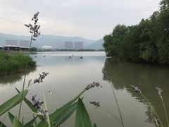 -长兴太湖图影湿地文化园