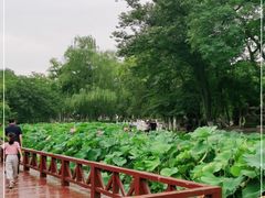 -莲湖公园