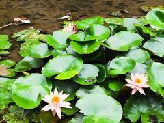 -深圳国际园林花卉博览园