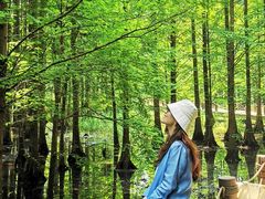 -桤木河湿地公园