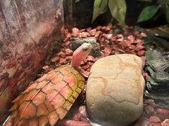 -上海海洋水族馆