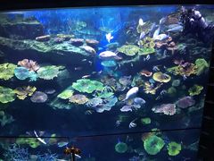 -暹罗海洋世界