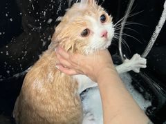 -猫宠乐园·专业洗护