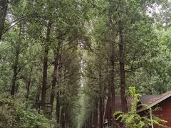 -林栖谷森林康养度假区