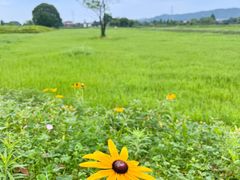 -良渚古城遗址公园
