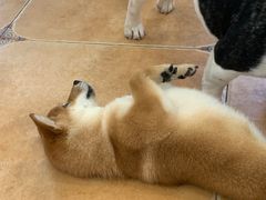 -Let's go狗咖·猫咖·奶狗·桌游(春熙路IFS店)