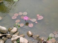 CIMG0282-三亚亚龙湾凯莱仙人掌度假酒店