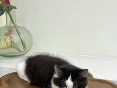 -共舞时光猫咖·狗咖(新街口店)