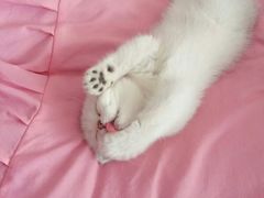-喵zoo家庭繁育猫舍(尖东智能花园店)