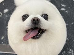 -momokira米努特·德文卷毛猫·棉花面纱犬