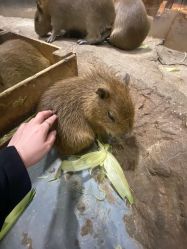 -Zoolung Zoolung动物主题公园(海信广场店)