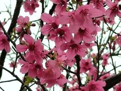 -天适樱花悠乐园
