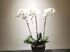 -丽晶轩中餐厅(重庆丽晶酒店)