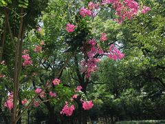 -徐家汇源景区-衡山公园