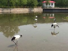 -哈尔滨北方森林动物园