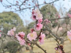 -梅花山(明孝陵内)