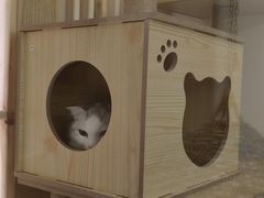 -猫腻·猫咖·撸猫馆(星光大道店)
