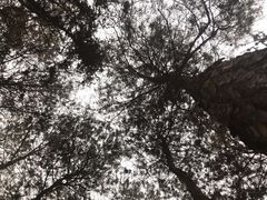 -铁山坪森林公园