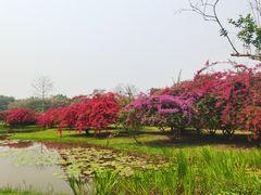 -中国科学院西双版纳热带植物园