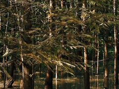 -桤木河湿地公园