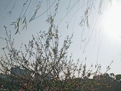 -西湖公园(鼓楼区)