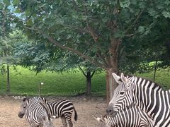 -北京野生动物园