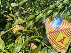 -樂桃源奉贤黄桃种植采摘基地