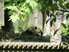 -中国大熊猫保护研究中心雅安碧峰峡基地