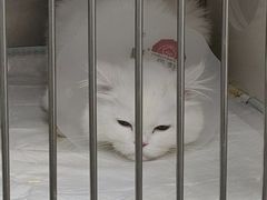 -美联众合动物医院·24h京西诊疗中心