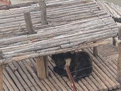 -青藏高原野生动物园