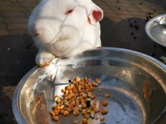 -上海滴水湖皇冠假日酒店