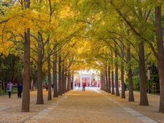 -三里屯东五街银杏大道