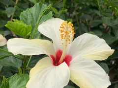 -香蜜公园