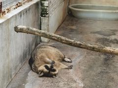 -J Create城市露营咖啡·简餐·宠物(上海动物园店)