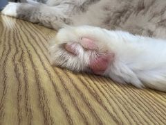 -豆逗聊愈猫阁Easy Life