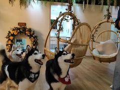 -Husky Go! 哈士奇体验馆·宠物咖啡厅狗咖